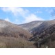 3 Litres Sève de bouleau fraiche, pure , bio, montagne, vallée de barousse Hautes Pyrennées entre 900 et 1500m d'altitude
