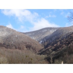 Sève de bouleau fraiche, pure , bio, montagne, vallée de barousse Hautes Pyrennées 900 a 1500m d'altitude producteur